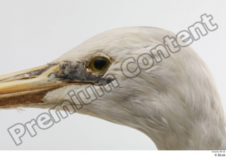 Stork  2 eye head 0001.jpg
